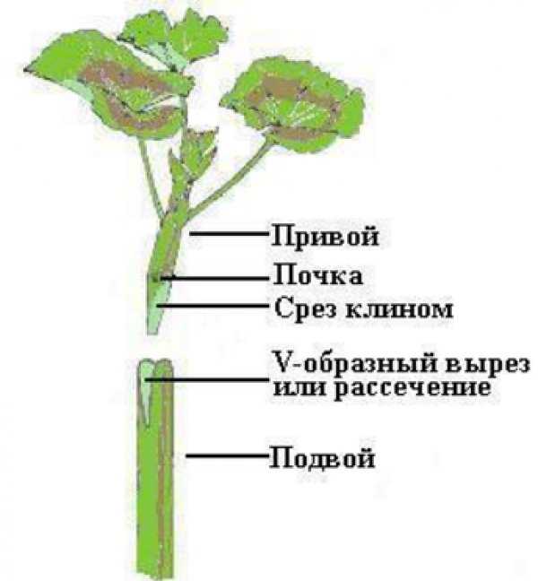Как ухаживать за геранью в домашних условиях – гид для новичков