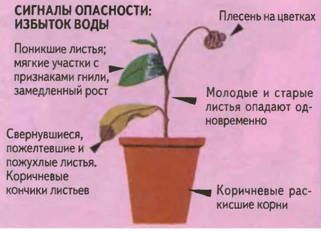 У азалии сохнут и опадают листья: почему, что делать и как спасти? боремся с болезнями и вредителями