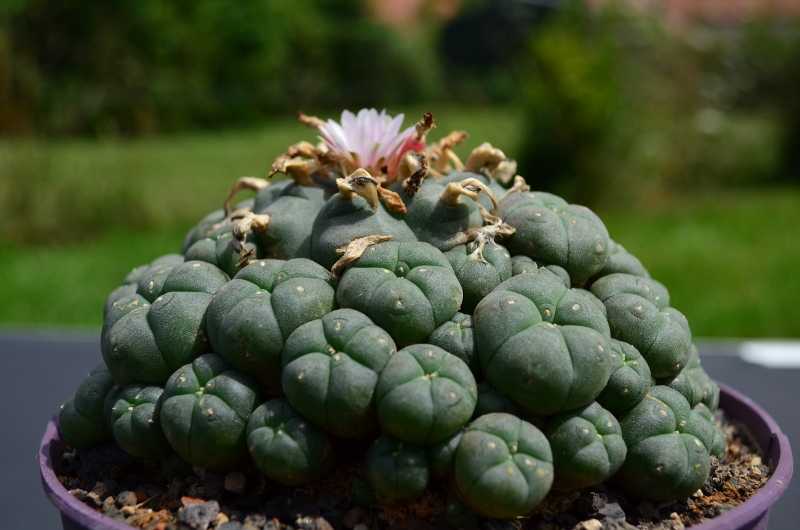 Выращивание лофофоры уильямса (lophophora williamsii): как посадить, ухаживать