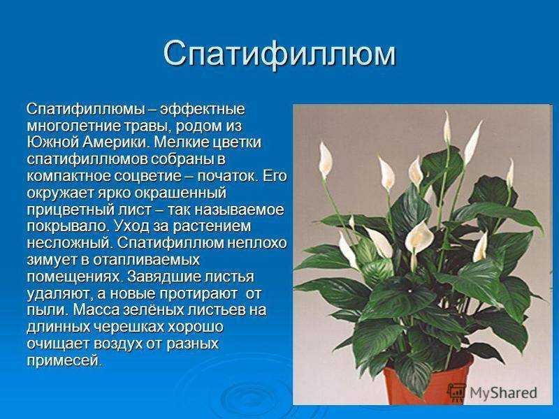 Вредные растения для котов и кошек: последствия, первая помощь, безопасные цветы