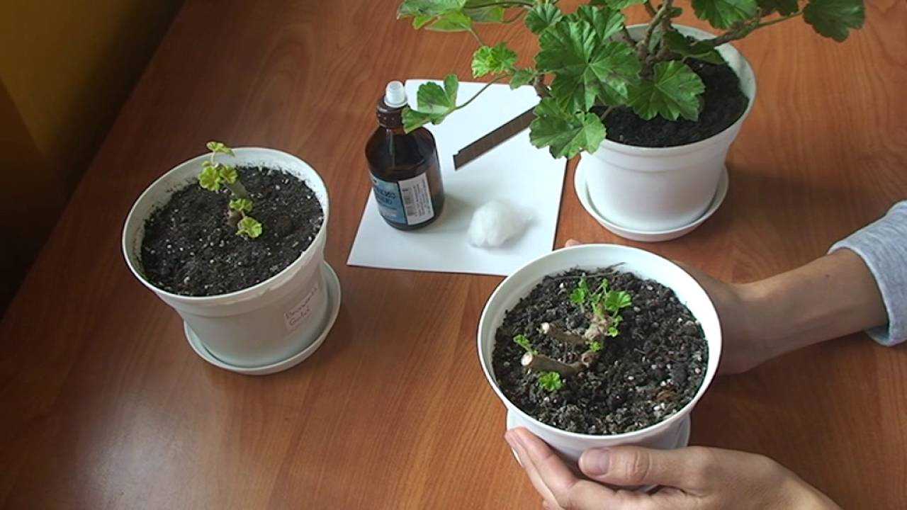 Ампельная герань плющелистная в домашних условиях: особенности размножения и ухода