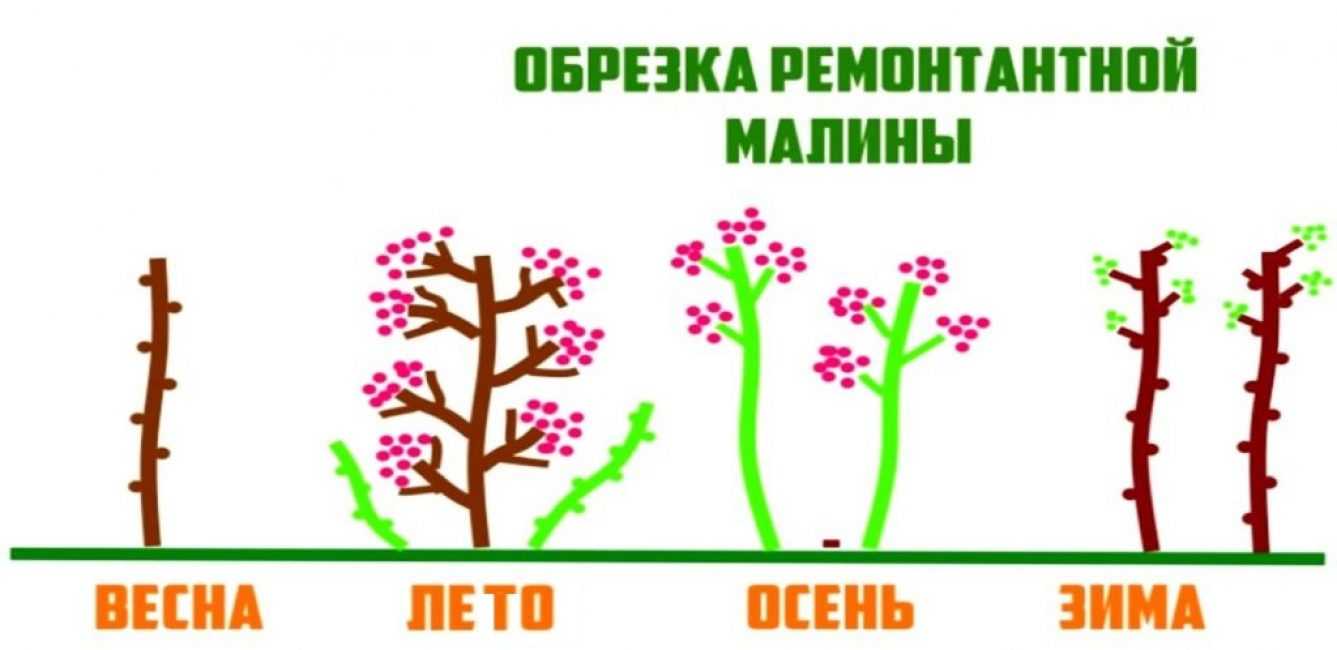 Обрезка малины по соболеву - методика повышения урожайности