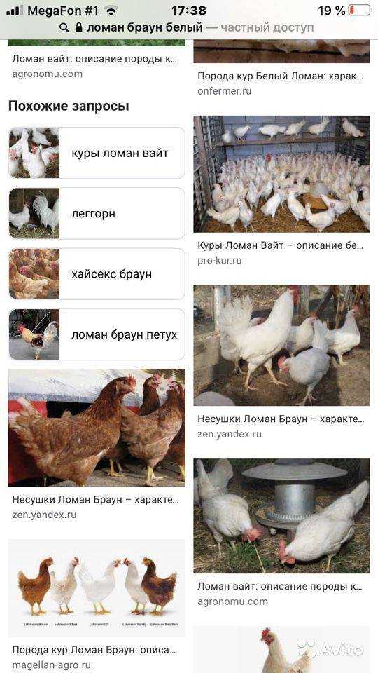Порода кур ломан браун: описание, характеристика, фото, отзывы