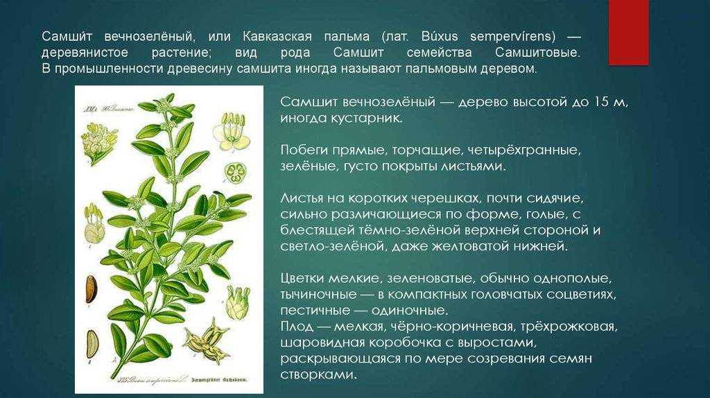Стрелиция: выращивание и размножение, посадка и уход