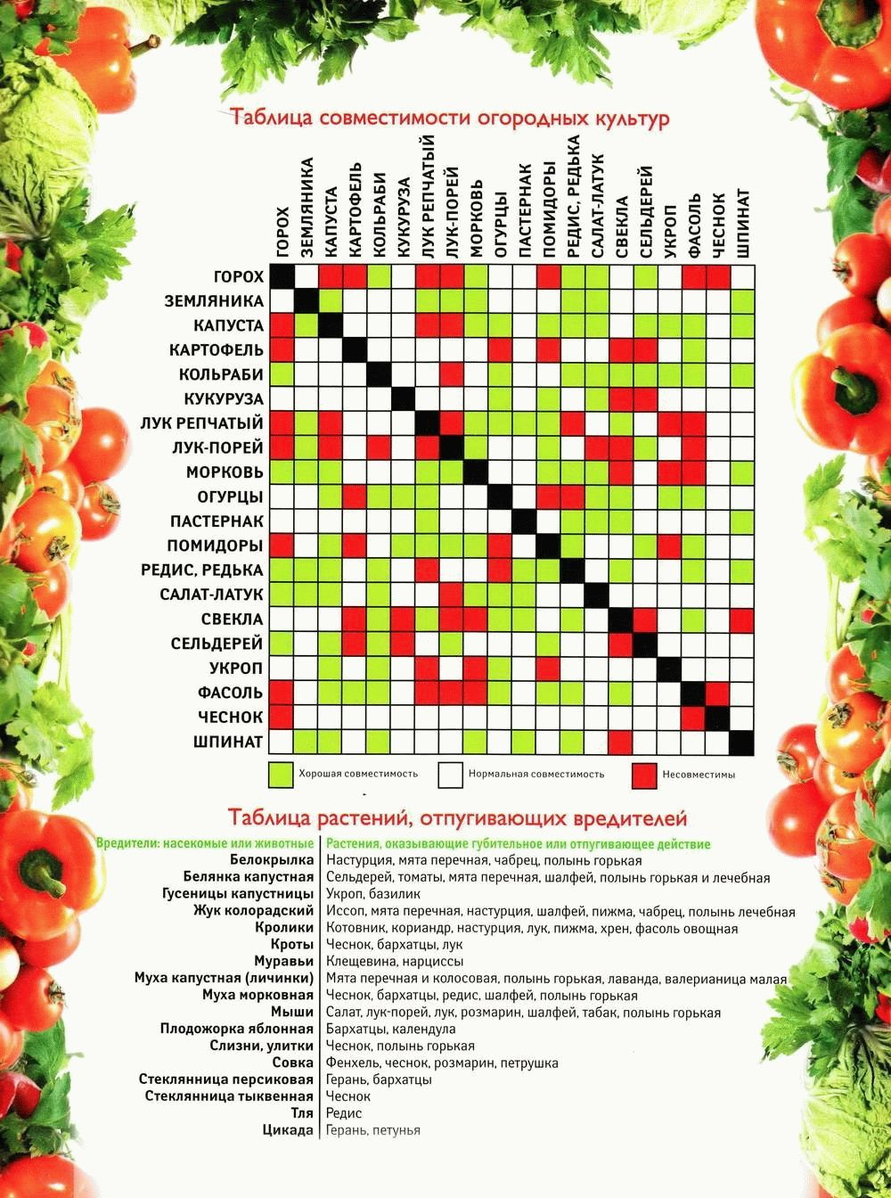 Что посадить рядом с малиной, чтобы защитить куст?