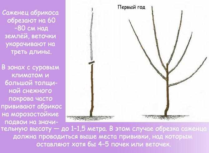 Обрезка абрикоса весной для начинающих в картинках пошагово