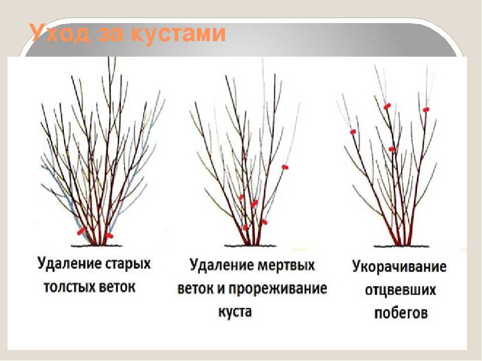 Йошта — почему я предпочла ее крыжовнику