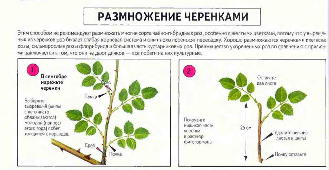 Жасмин садовый: посадка, уход, размножение, болезни | фото