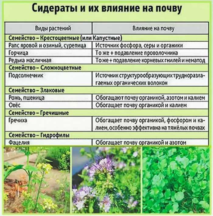 Что такое сидераты, для чего их сеют и как правильно выбрать сидераты для посева на грядки