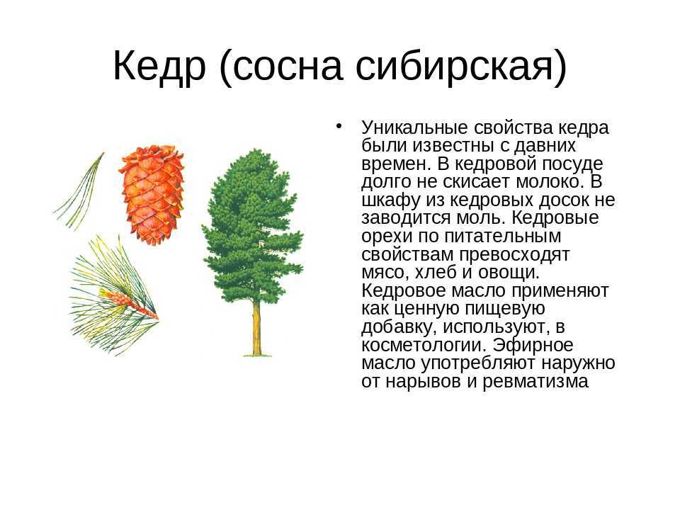Сосна сибирская: описание, применение, выращивание, фото