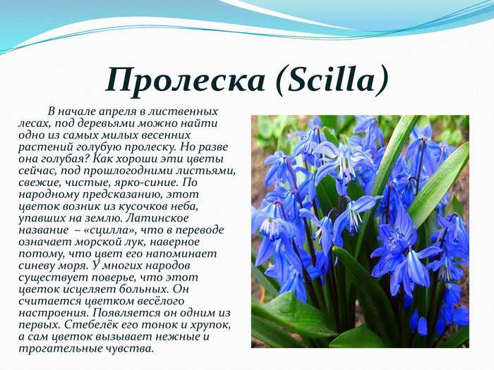 Пролеска — первоцвет. сцилла. уход, выращивание размножение. фото.