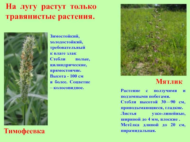 Комнатная акалифа лисий хвост, уход в домашних условиях