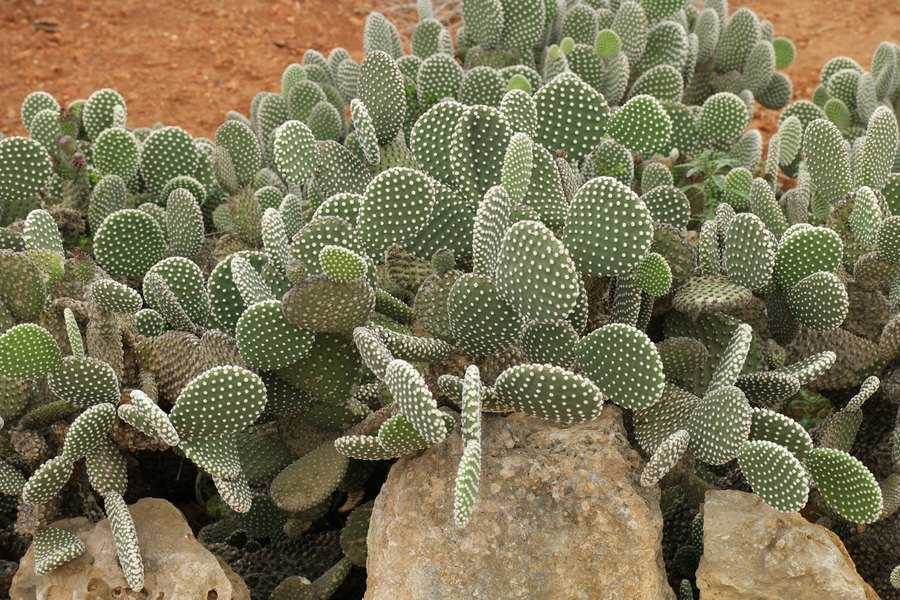 Опунция инжирная (opuntia ficus) - опунция индийская в лечении простатита