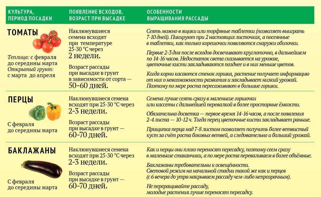Как дозаривать перцы в домашних условиях: что делать, чтобы он быстрее покраснел после сбора, могут ли дозреть дома
