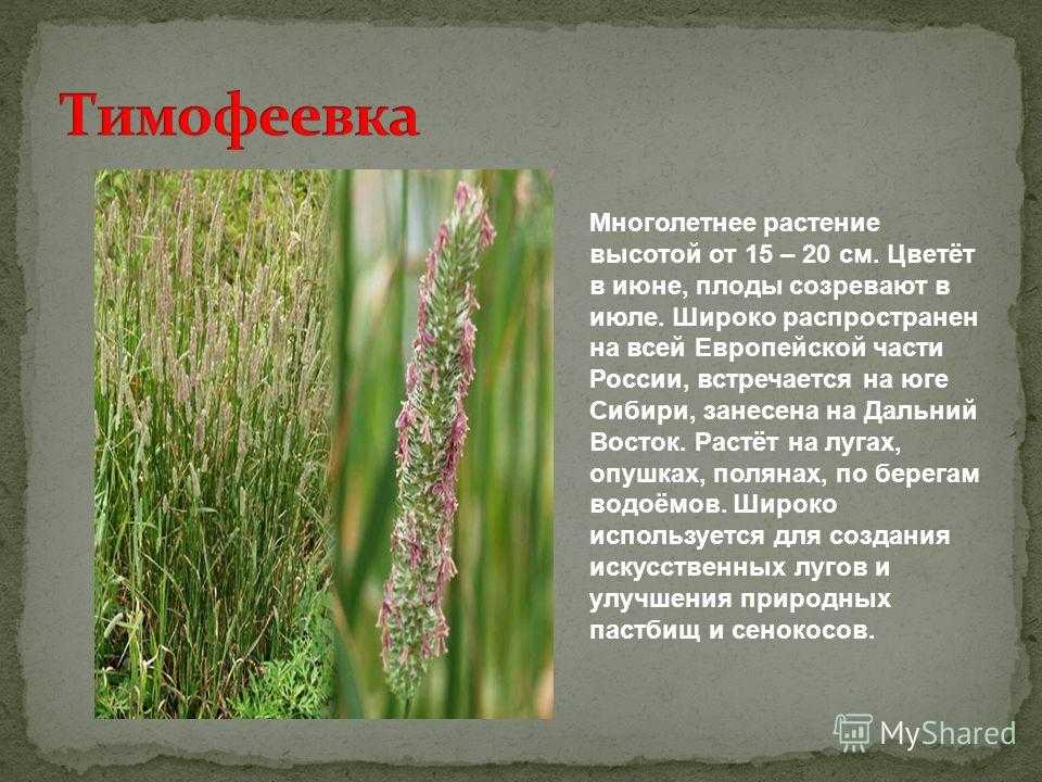 Акалифа: фото видов с названиями, щетинистоволосистая, уилкса, южная, уход за лисьим хвостом в домашних условиях, описание,