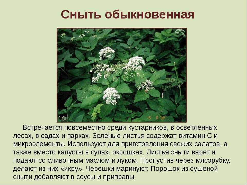 Чем засеять огород, чтобы не росли сорняки: выбираем сидераты