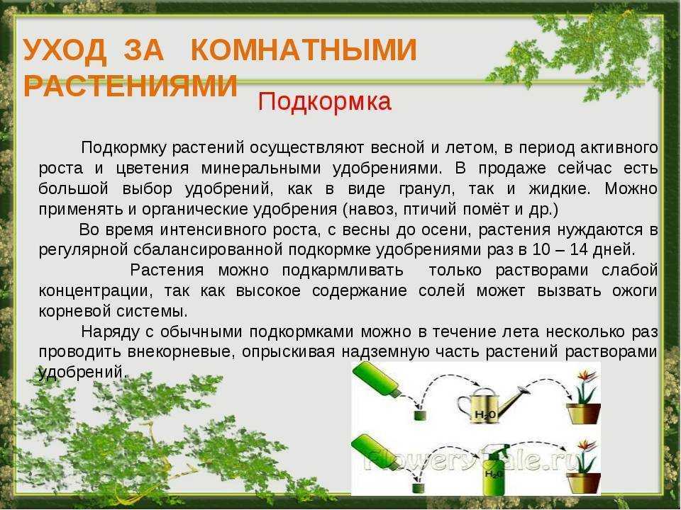 Уход за глоксиниями: полив, посадка, подкормка, размножение глоксинии семенами