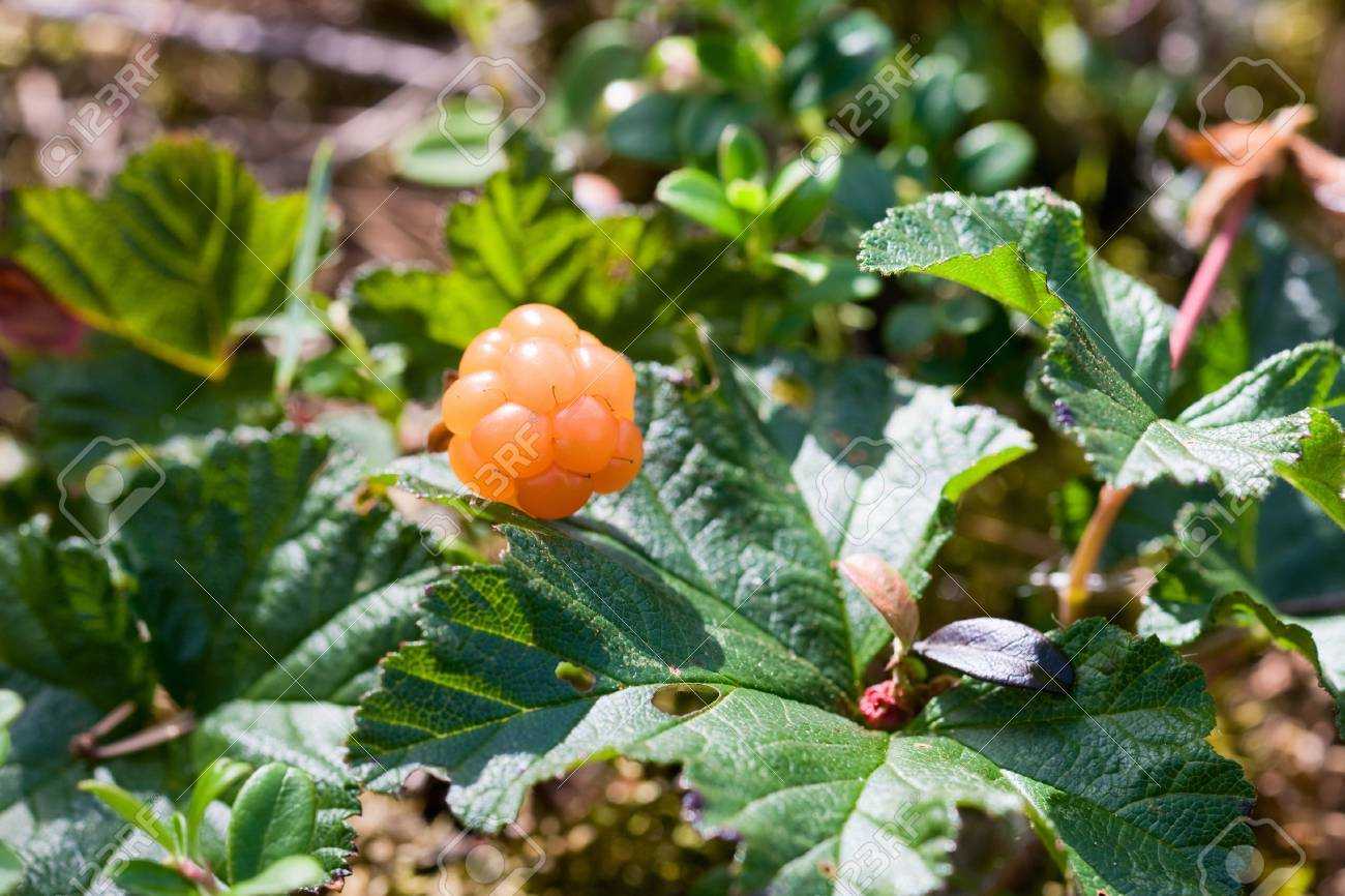 Травянистое многолетнее растение морошка Rubus chamaemorus является представителем рода Рубус семейства Розовые На нем вырастают плоды, которые можно употреблять в пищу