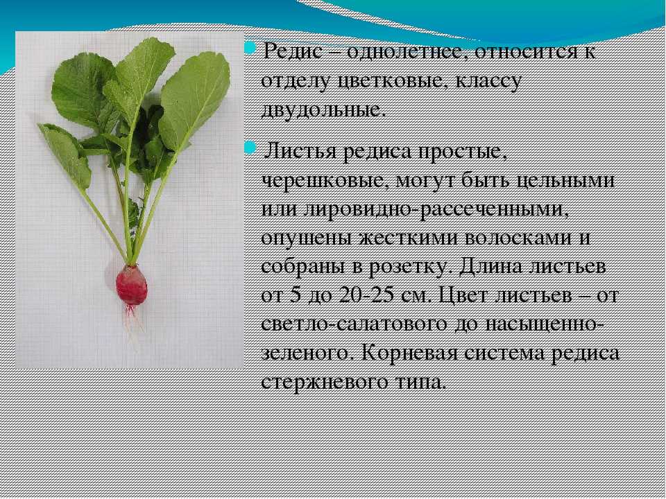 Польза, вред и применение ботвы редиски