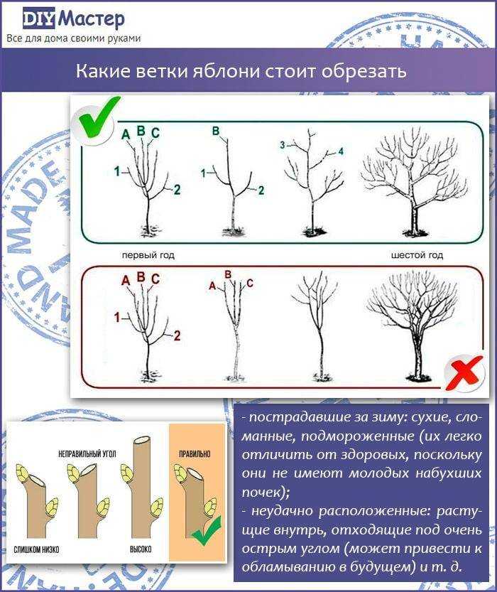 Через сколько яблоня дает плоды