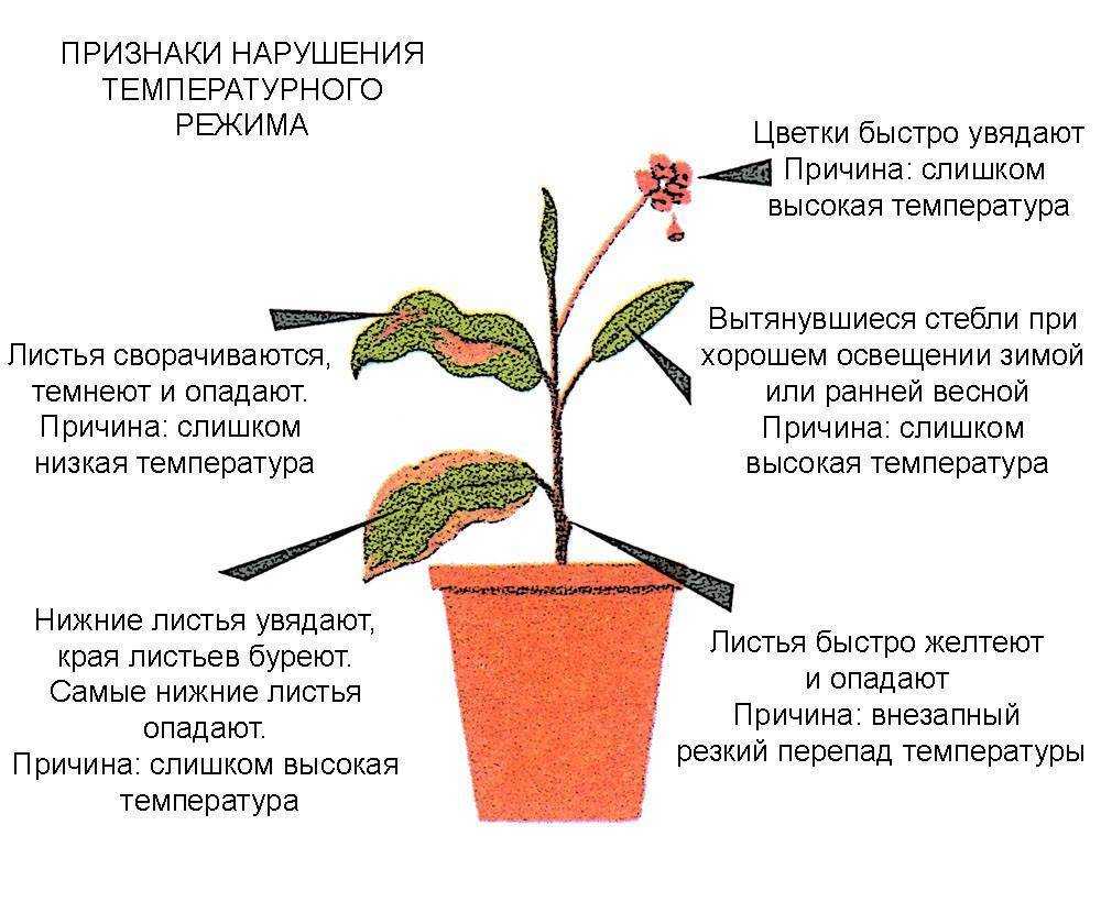 Выращивание аспарагуса мейера: как посадить, ухаживать, удобрять, размножать