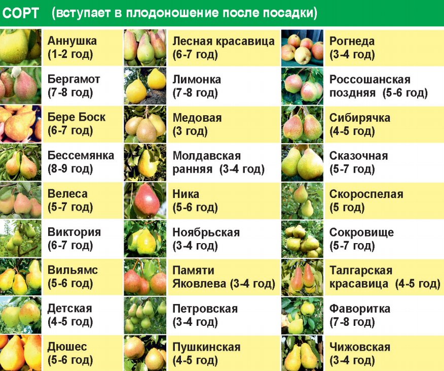 Яблоня: выращивание в саду, виды и сорта