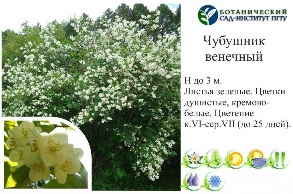Чубушник: посадка и уход в открытом грунте, виды и сорта с фото