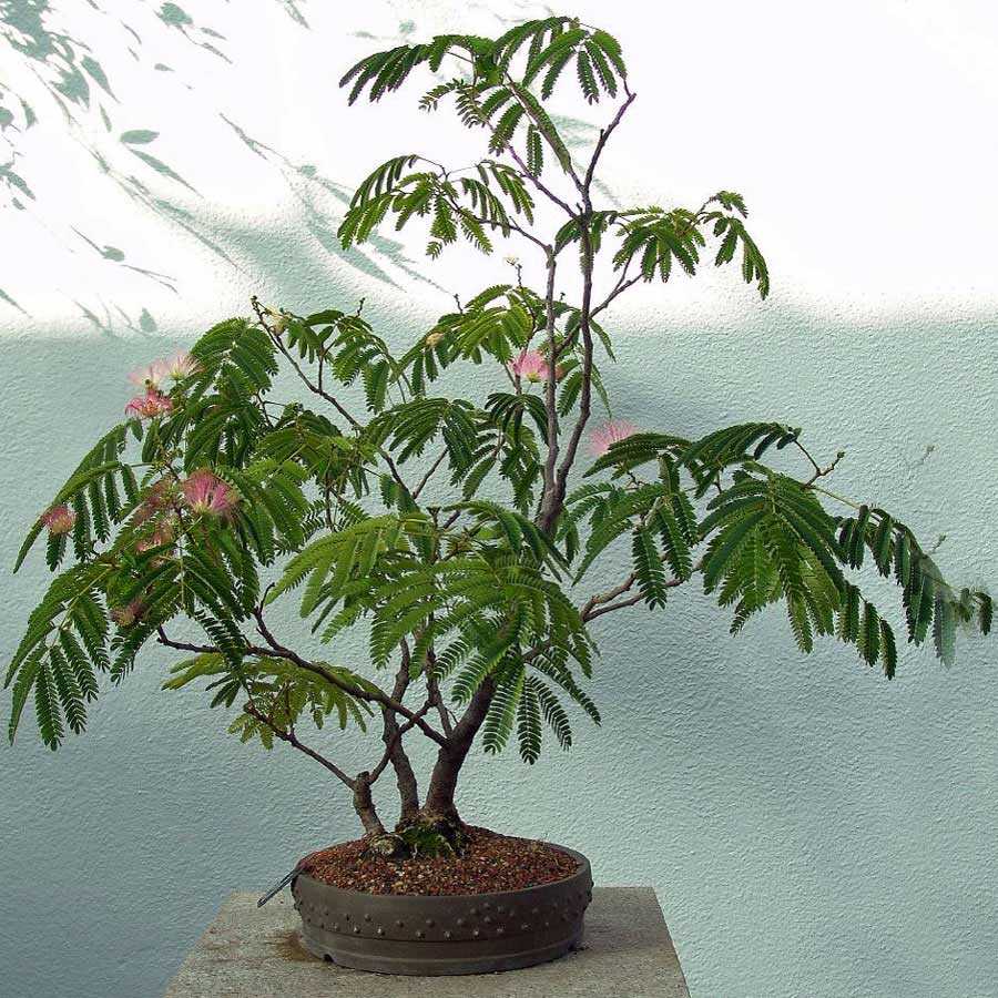 Родиной акации ленкоранской Albizia julibrissin являются тропики Это эффектное растение отличается своей высокой теплолюбивостью В народе его еще именуют крымской мимозой, либо альбицией шелковой
