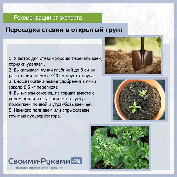 Критерии качества грунта для цитрусовых, состав и необходимая кислотность почвы