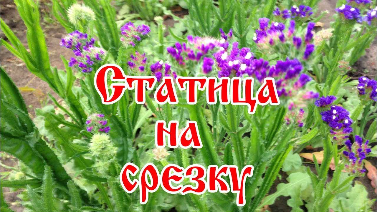 Статица: посадка и уход в открытом грунте, выращивание и размножение, сорта, фото, сочетание в ландшафтном дизайне