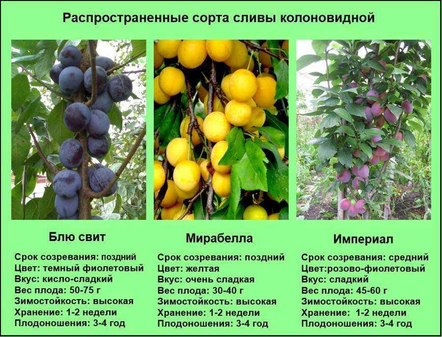 Что значит самобесплодная черешня: как опылять и будет ли плодоносить