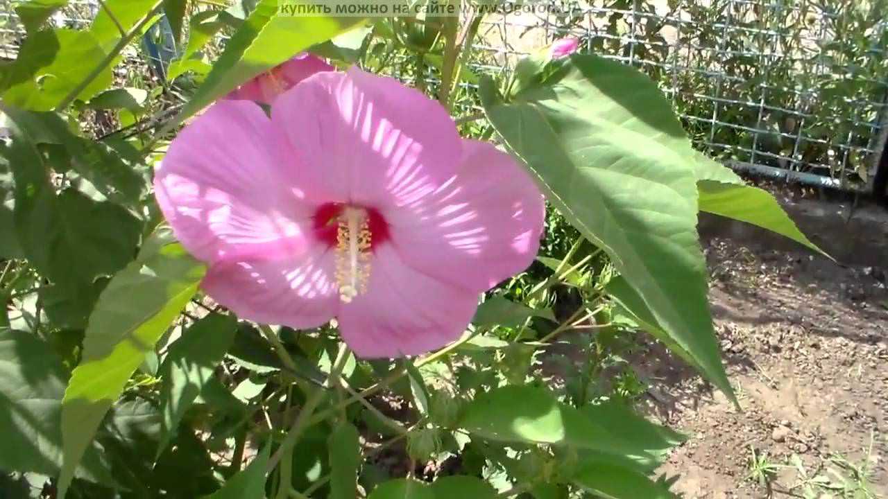 Ухаживание за гибискусом сирийским (hibiscus syriacus)