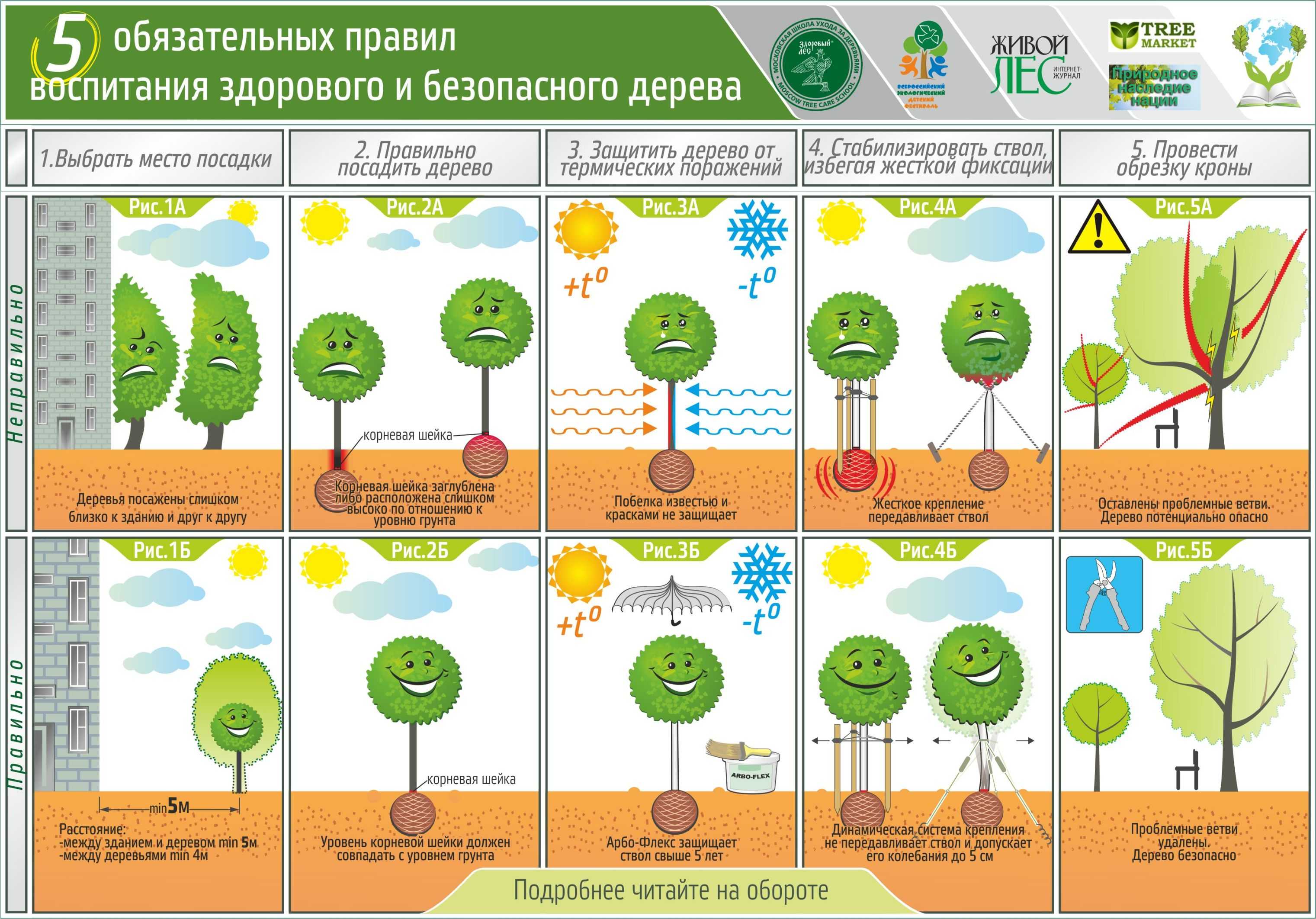Цветущее растение азимина Asimina, либо пау-пау является представителем семейства Анноновые Этот род объединяет 8 видов, в природных условиях такое растение более всего распространено на территории Соединенных Штатов Америки