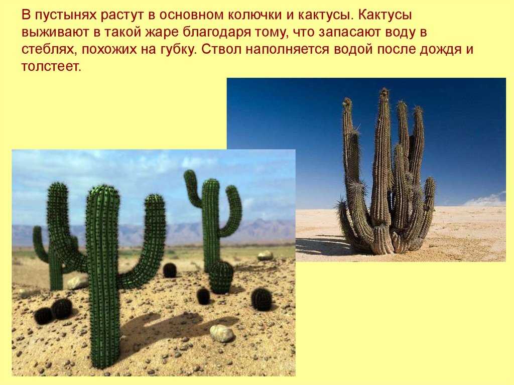 Кактусы: общее представление и характеристика