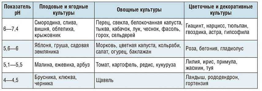 Как посадить правильно малину: летом, советы бывалых садоводов