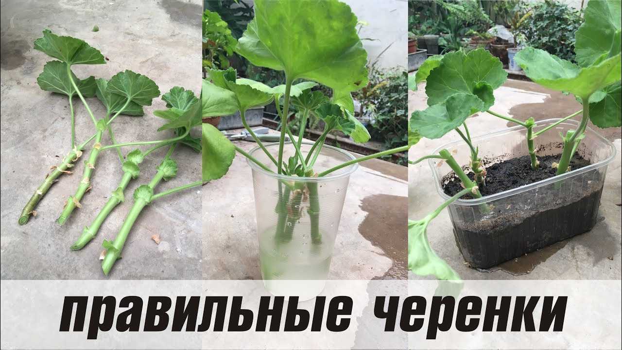 Укоренение черенков королевской пеларгонии — рекомендации selo.guru — интернет портал о сельском хозяйстве