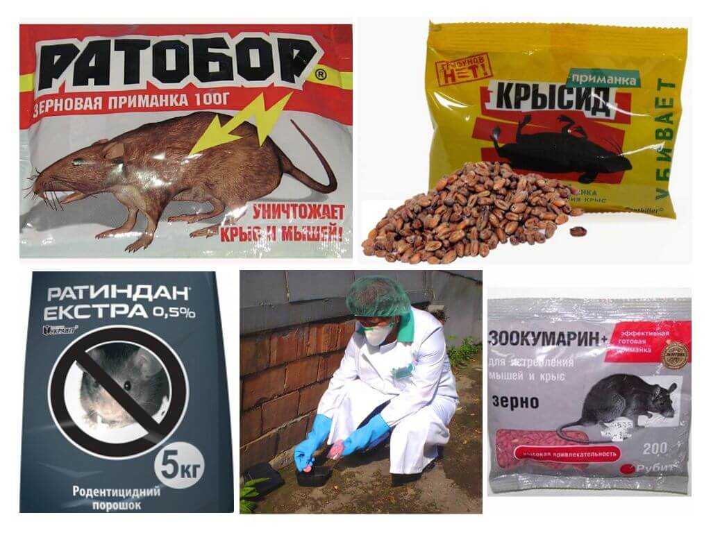 Как избавиться от мышей и крыс в погребе: лучшие варианты