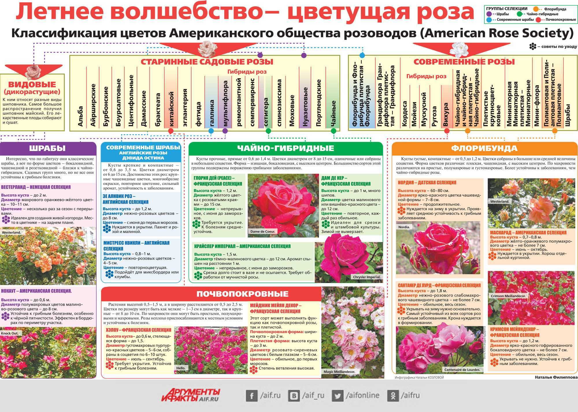 Роза грандифлора: описание и характеристика, правила посадки и ухода, применение в ландшафте + 25 лучших сортов с фото