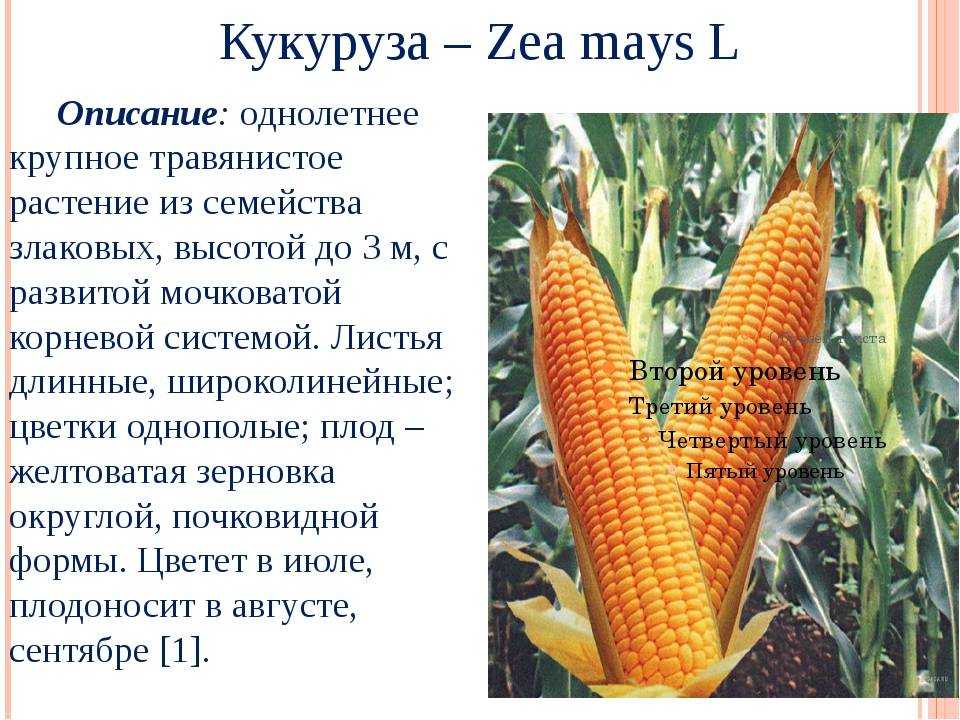 Посадка кукурузы семенами в открытый грунт: когда и как правильно сажать?
