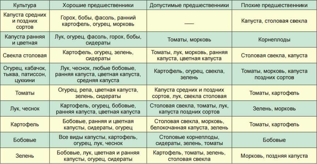 Агротехника капусты: справочник по выращиванию