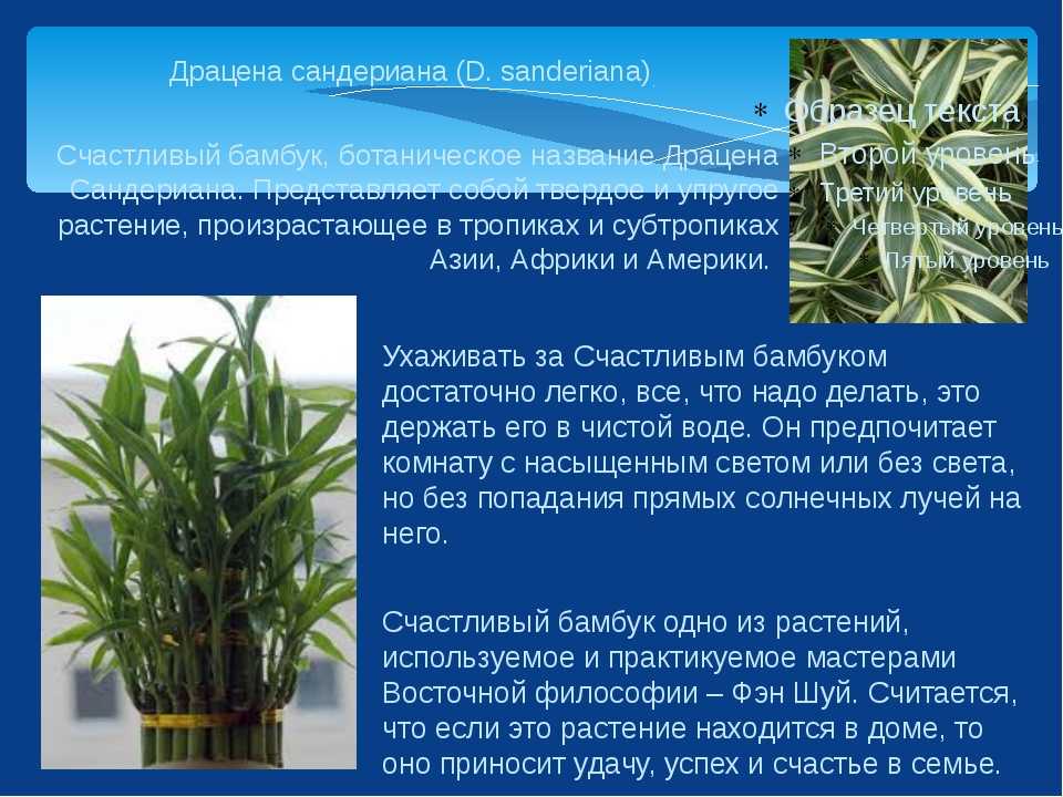 Цветок аихризон фото уход в домашних условиях размножение
