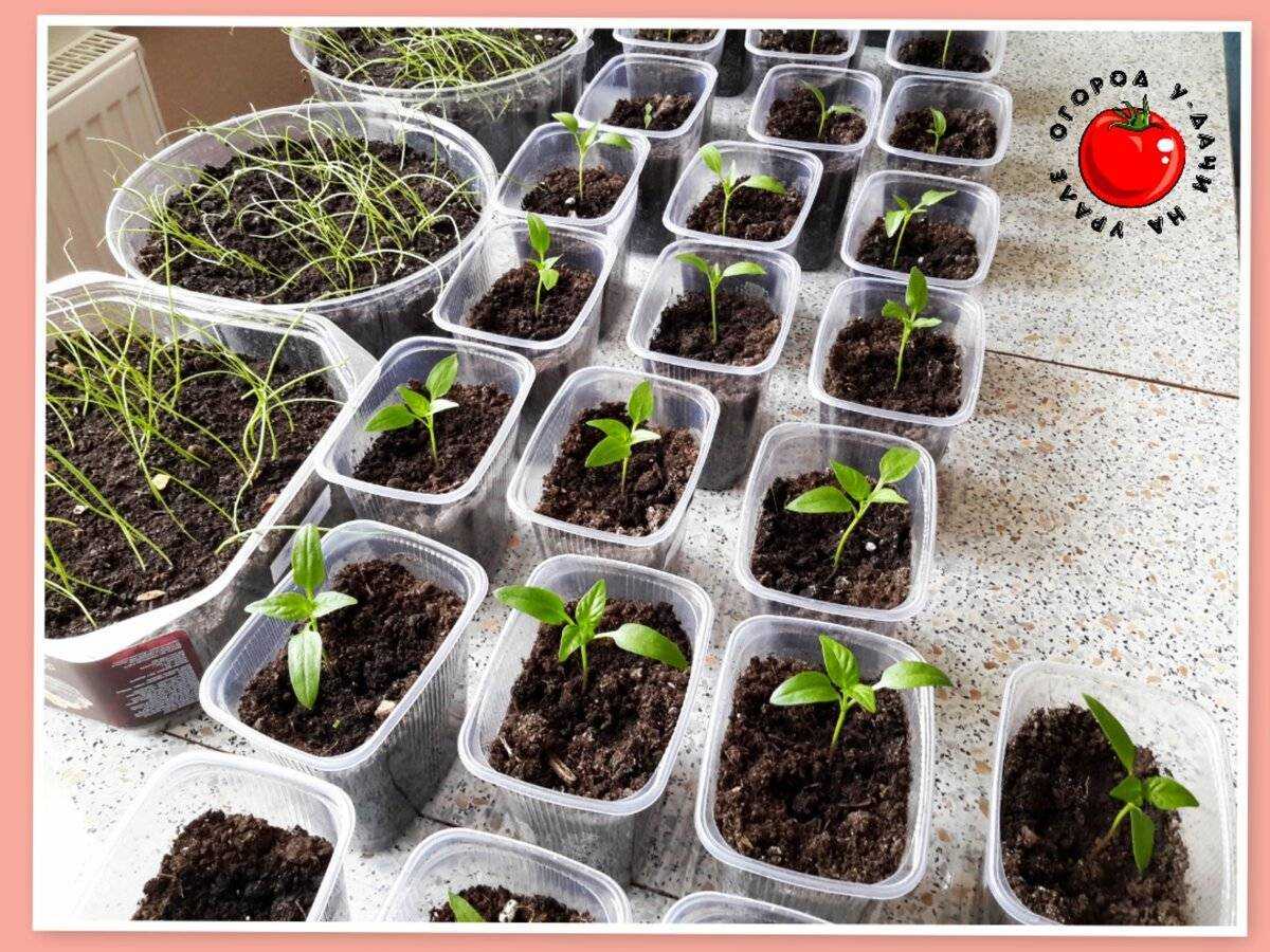 Мимулюс Mimulus, еще именуемый губастиком, является представителем семейства фримовые Данный род представлен травянистыми растениями и полукустарниками
