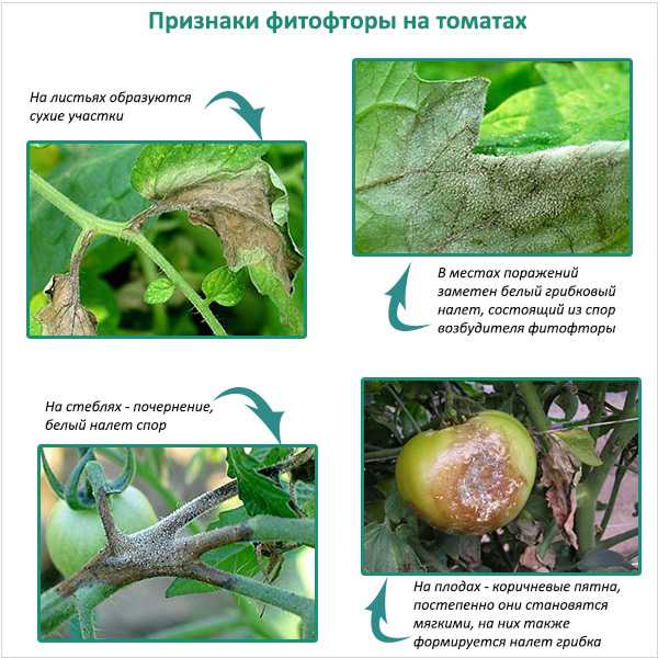 Пятнистости на supersadovnik.ru