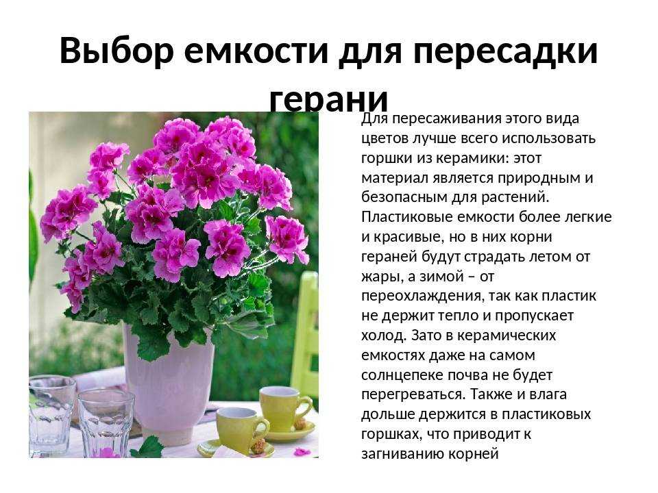 Можно ли пересаживать цветущую герань и когда это лучше делать, во время образования бутонов или после покупки, а также как правильно ухаживать? selo.guru — интернет портал о сельском хозяйстве