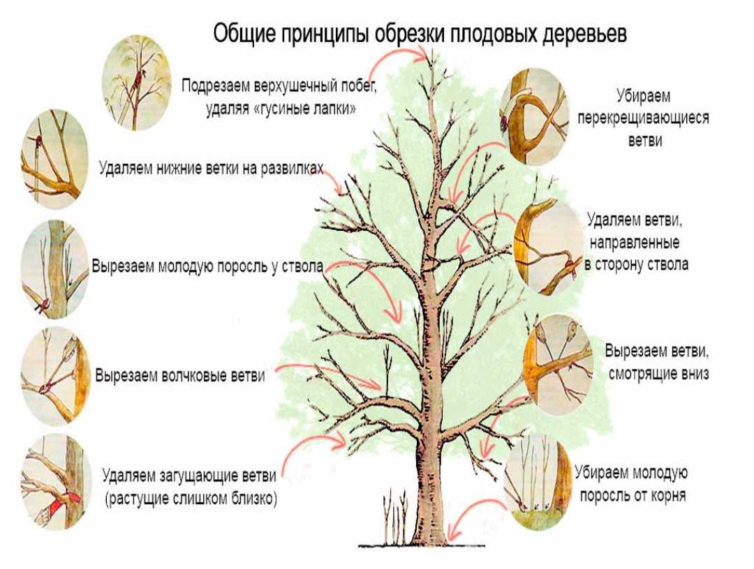 Груша не плодоносит и не цветет — причины, что делать