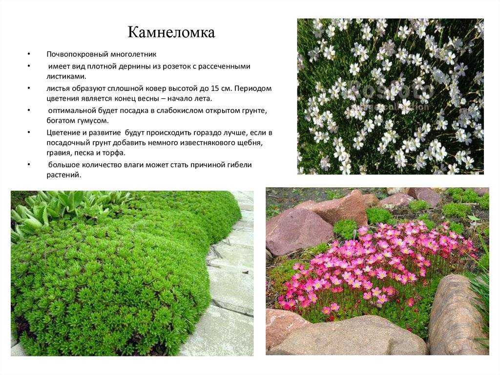 "камнеломка арендса": посадка, фото, выращивание из семян и уход в домашних условиях selo.guru — интернет портал о сельском хозяйстве