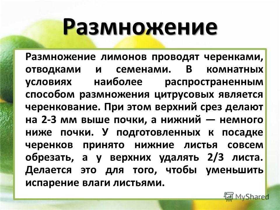 Размножение лимона черенками в домашних условиях