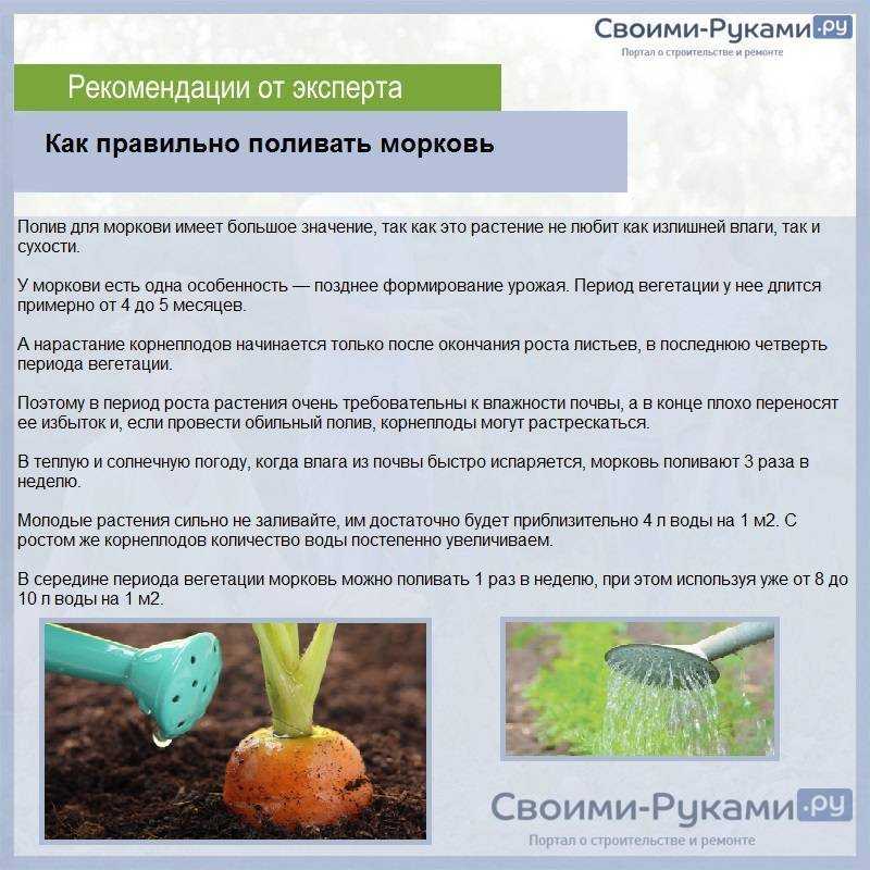 Выращивание и уход за морковью в открытом грунте: секреты хорошего урожая