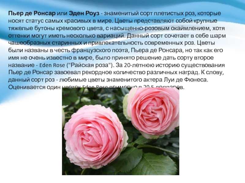 Роза пьер де ронсар: отзывы, фото, описание сорта, посадка и уход, морозоустойчивость, обрезка, выращивание кустов, подкормка
