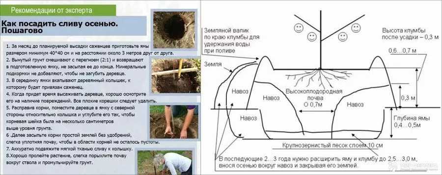 Сорта-опылители: таблица